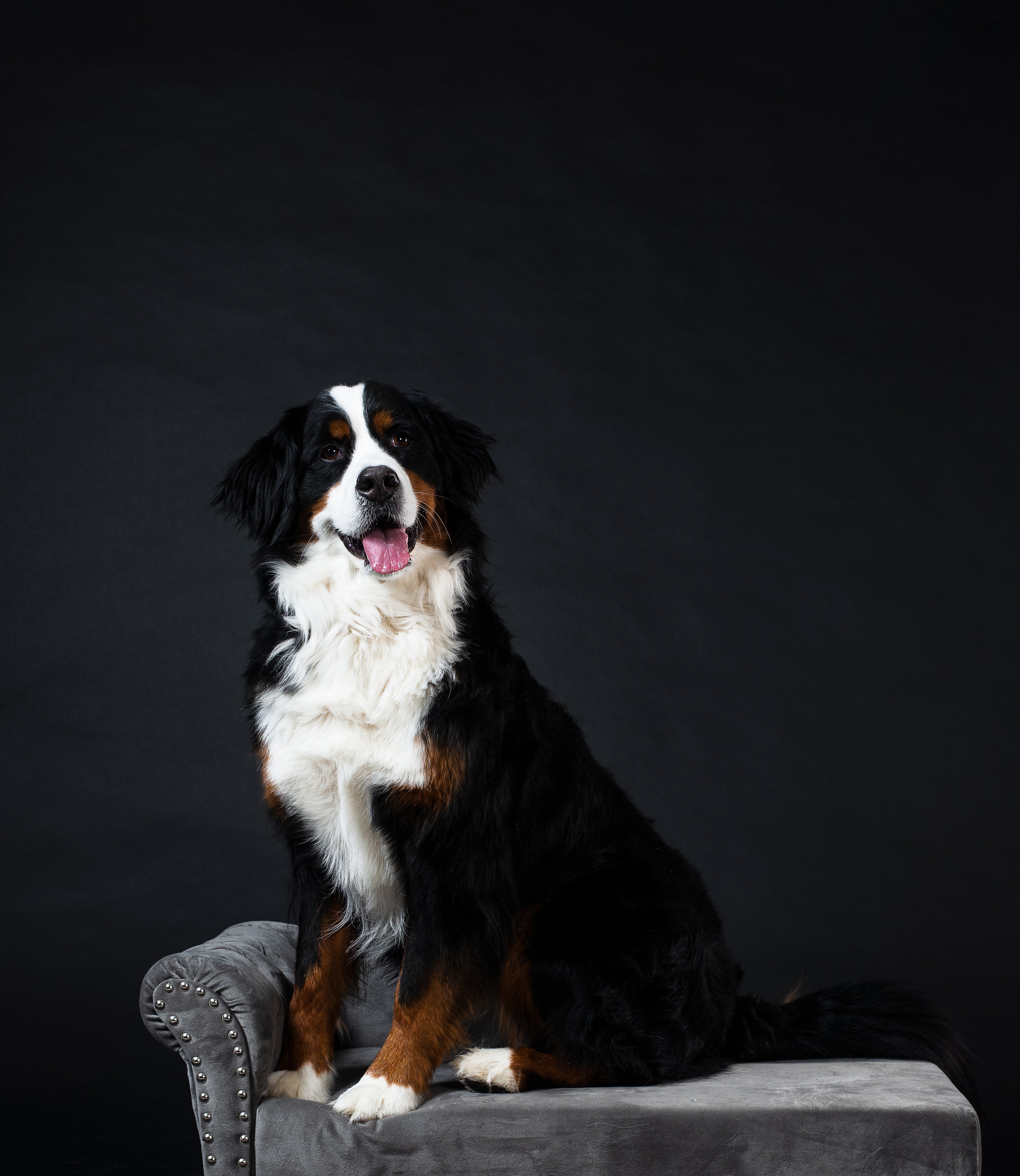 stylish-dog-seat-furniture.jpg